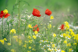 Bloemen in veld