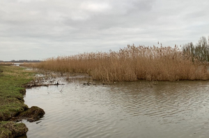 Rietproef Lauwersmeer