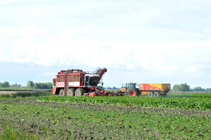 Suikerbieten worden gerooid
