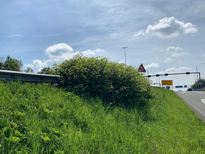 De Japanse duizendknoop