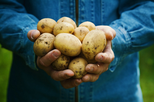 Hand vol aardappels