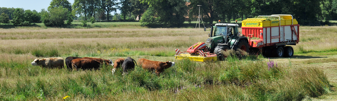 koeien en tractor in Westerwolde