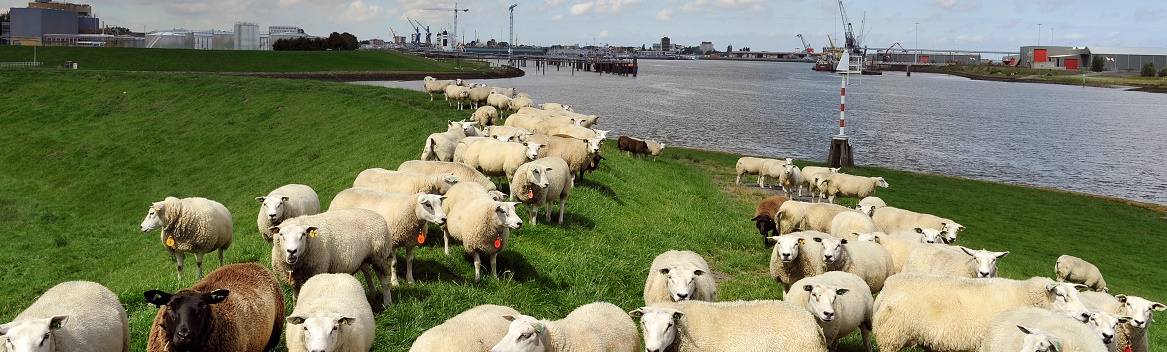 schapen op de dijk in Delfzijl